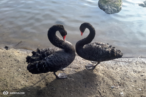 庭の黒鳥もいっしょに楽しんでいた（撮影：アンドリュー・ファン）
